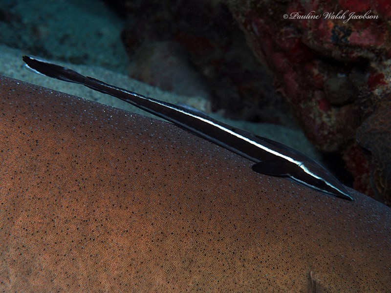 Shark sucker, Shark Sucker, Remora remora