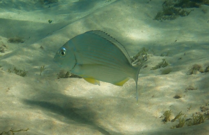 Goldlined seabream, Goldlined Seabream, Silver Bream , Tarwhine - Rhabdosargus sarba, Rhabdosargus sarba