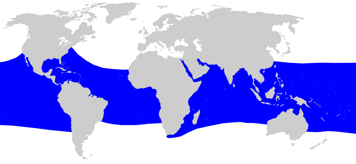 Rhincodon_typus_ Map Distribution