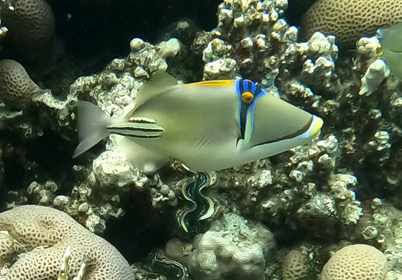 Picasso triggerfish, Picasso Triggerfish - Rhinecanthus assasi, Rhinecanthus assasi