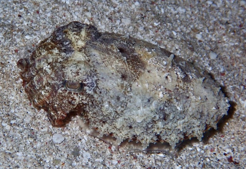 , Hooded Cuttlefish, Rhombosepion prashadi