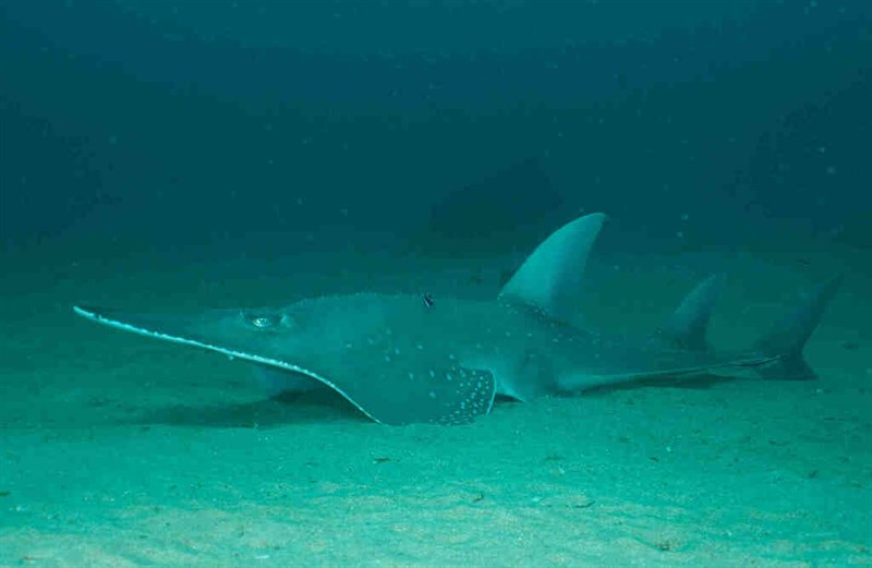 Bottlenose wedgefish, Bottlenose Wedgefish, Whitespotted Guitarfish, Fiddler, Giant Guitarfish, Sandshark, Shovelnose Shark, Whitespot Ray, Whitespot Shovelnose Ray, White-spotted Guitarfish, White-spotted Shovelnose Ray, White-spotted Shovelnosed Guitarfish, White-spotted Shovelnosed Ray, White-spotted Shovelnose-ray, Whitespotted Wedgefish, White-spotted Wedgefish, Rhynchobatus australiae