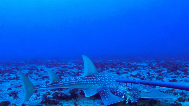 Giant guitarfish, Giant Guitarfish - Rhynchobatus djiddensis, Rhynchobatus djiddensis