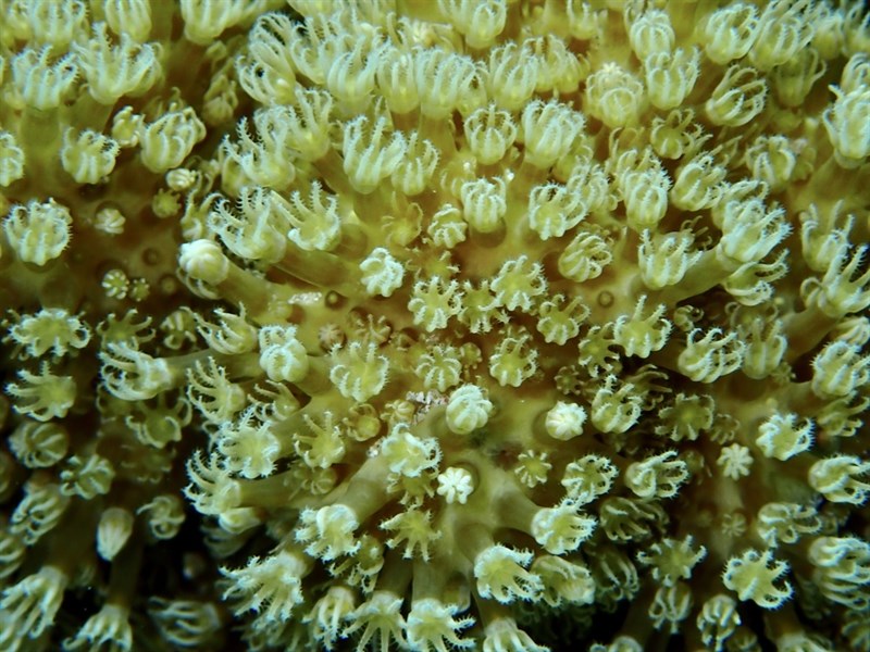 , Sulphur Leather Coral, Rhytisma fulvum