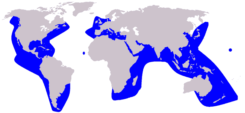 Rissos-dolphin-Grampus-griseus-map-distribution