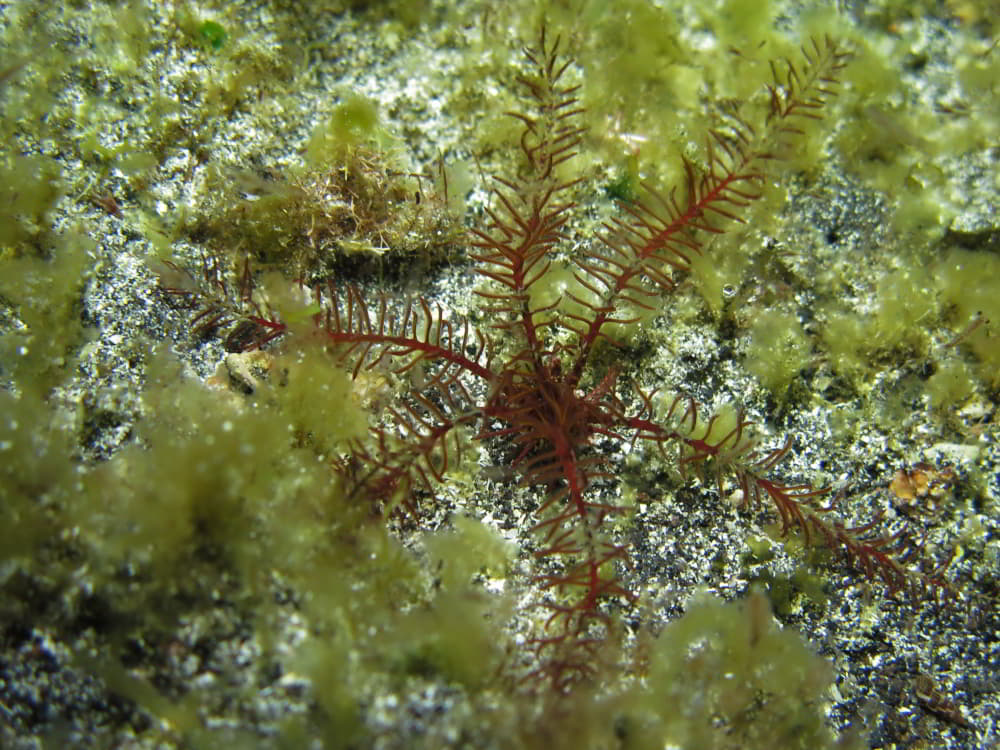 Rosy Feather Star – Antedon bifida