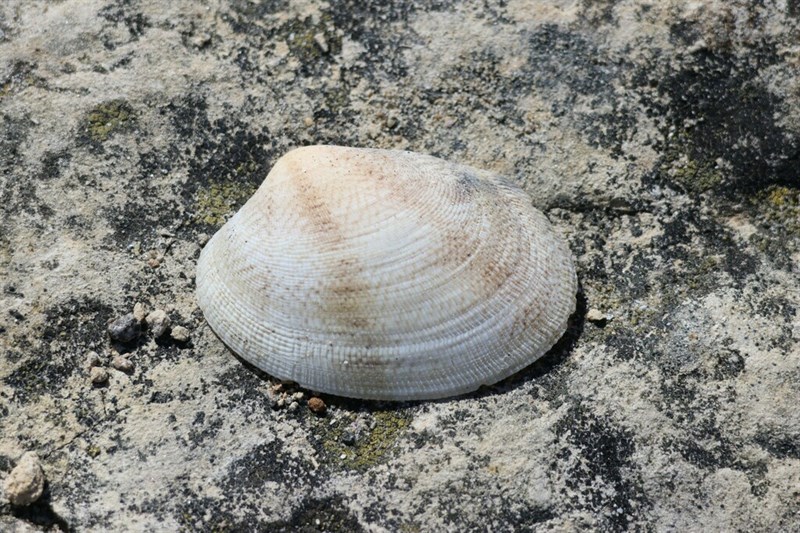 , Grooved Carpet Shell - Ruditapes decussatus, Ruditapes decussatus