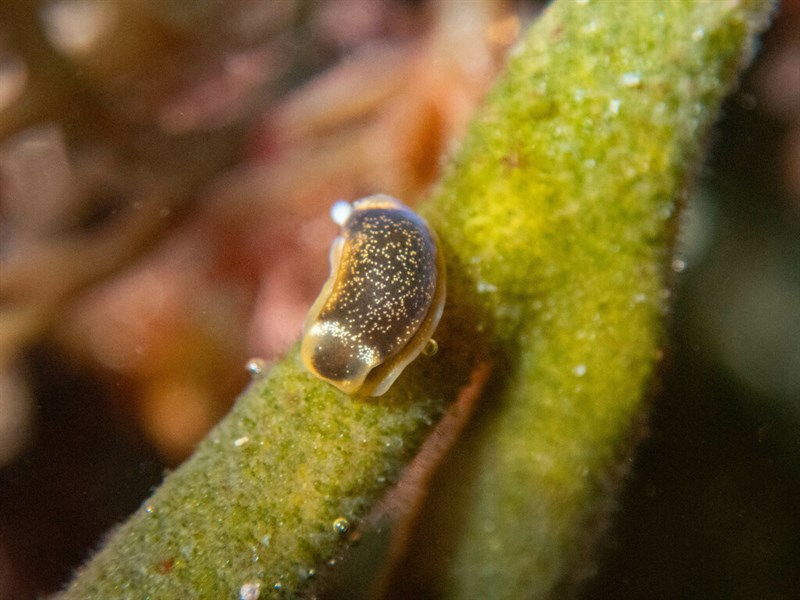 , Headshield Slug, Runcina coronata