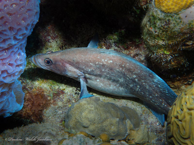 Greater soapfish, Greater Soapfish, Rypticus saponaceus