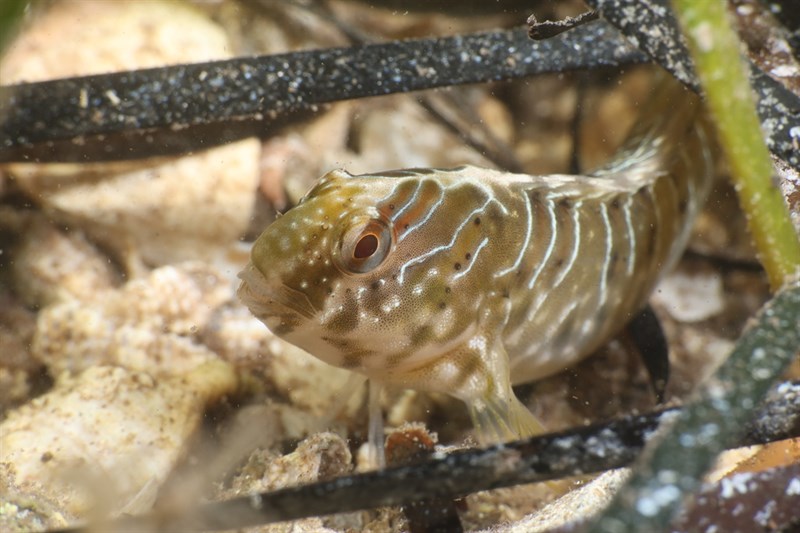 , Salaria Basilisca - Salaria basilisca, Salaria basilisca