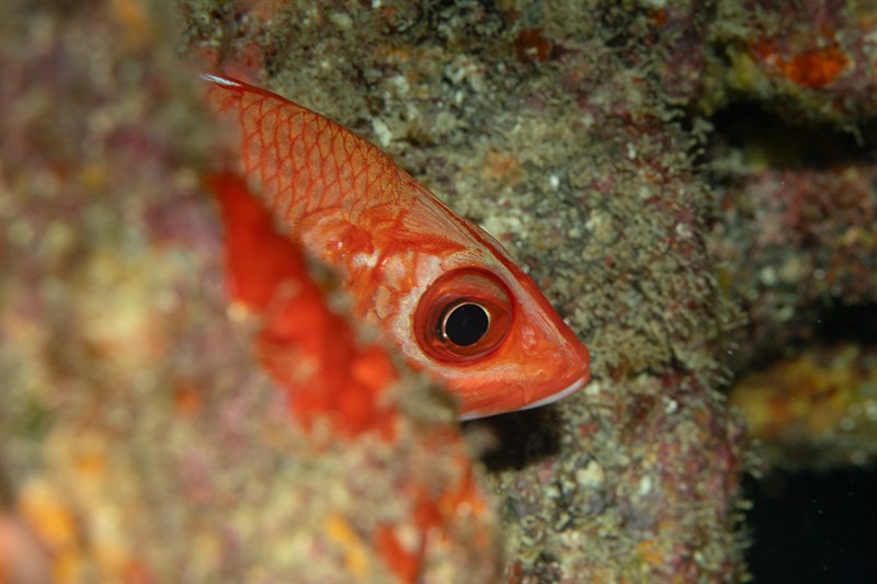 Blue lined squirrelfish, Blue Lined Squirrelfish, Bluestripe Squirrelfish, Bluestripe Squirrelfish, Ruby Squirrelfish, Tahitian Squirrelfish, Sargocentron tiere