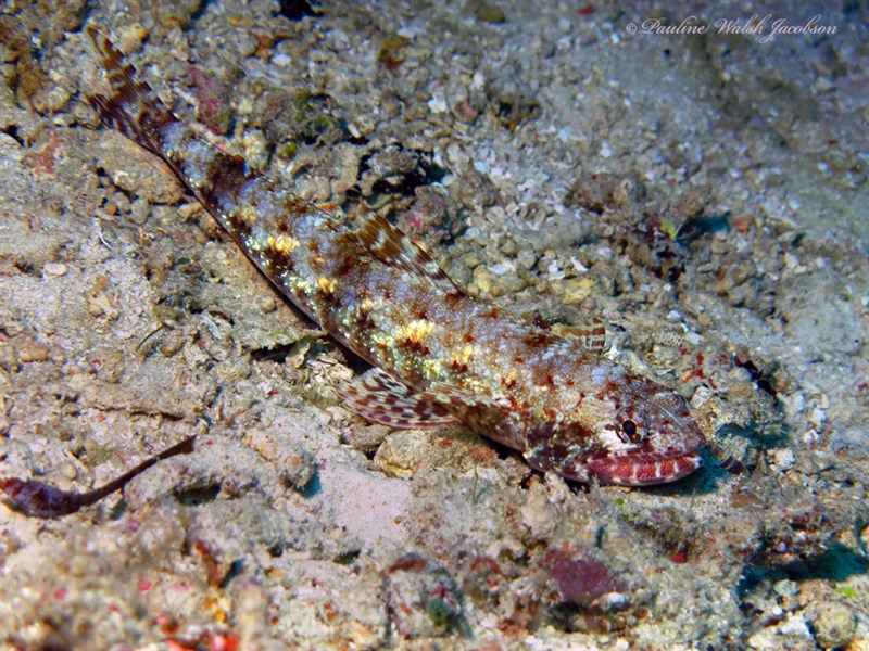 Gracile lizardfish, Blotchy Lizardfish, Graceful Lizardfish, Gracile Lizardfish, Gracile Saury , Slender Grinner, Slender Lizardfish , Slender Saury, Saurida gracilis