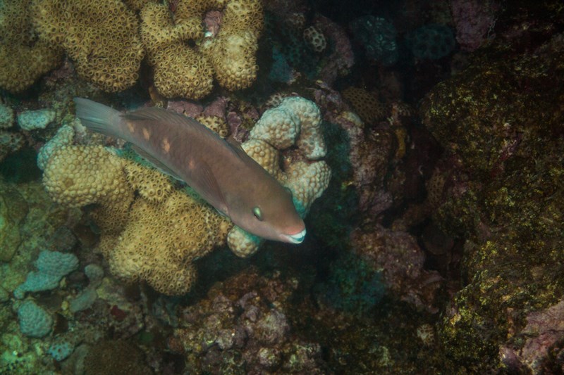 Zelinda's parrotfish, Striped Parrotfish, Scarus zelindae