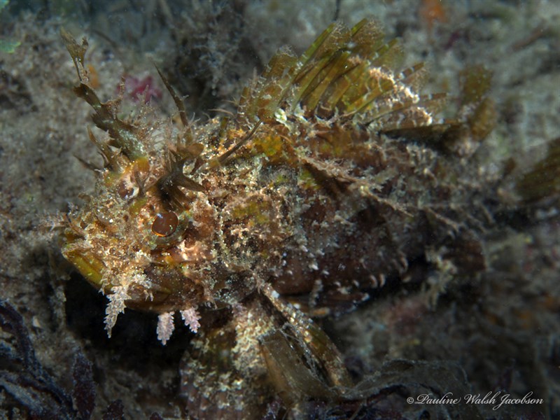 Plumed scorpionfish, , Scorpaena grandicornis