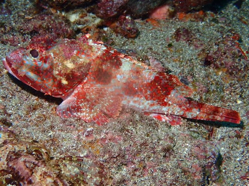 Player scorpionfish, , Scorpaena histrio