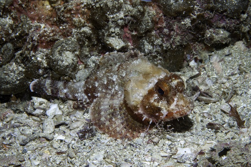 Smooth-cheek scorpionfish, , Scorpaena isthmensis