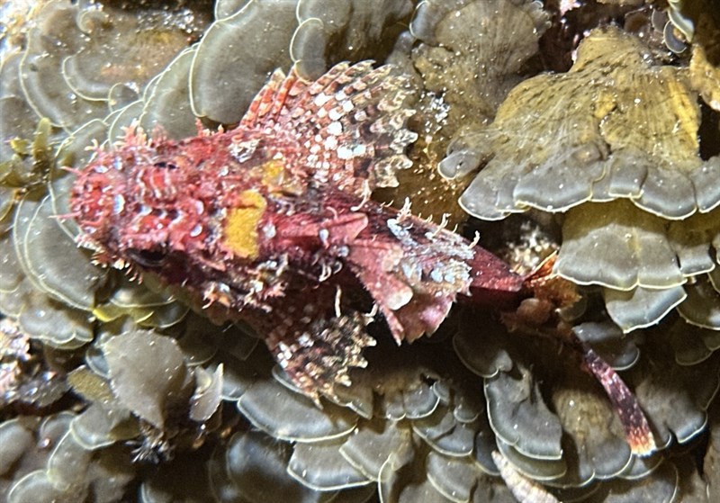 , Billy Bougain, Cardinal Scorpionfish, Coral Cod, Coral Perch, Eastern Red Scorpioncod, Fire Cod, Northern Scorpionfish, Ocean Perch, Prickly Heat, Red Rock Cod, Red Rockcod, Red Rock-cod, Red Scorpion-cod, Scorpaena jacksoniensis