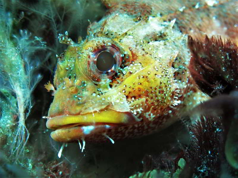 Scorpaena-maderensis-Madeira Rockfish