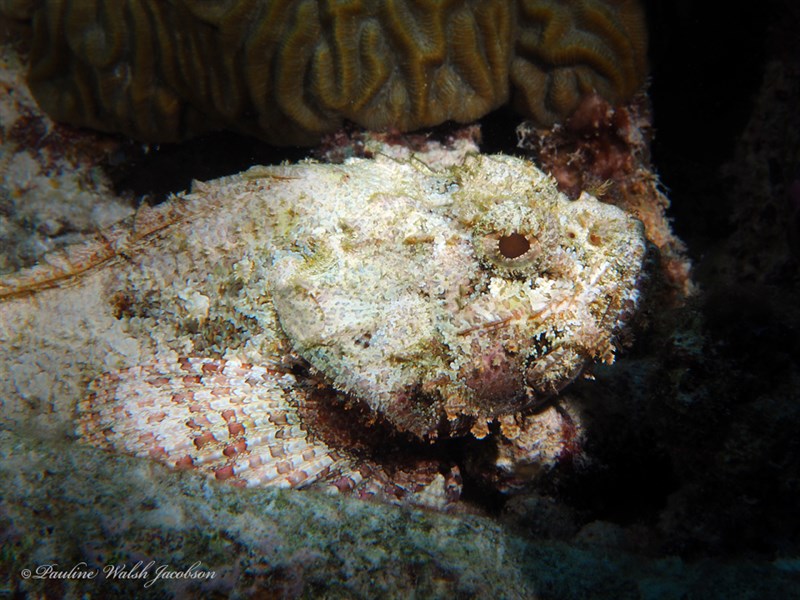 Spotted scorpionfish, Spotted Scorpionfish, Scorpaena plumieri