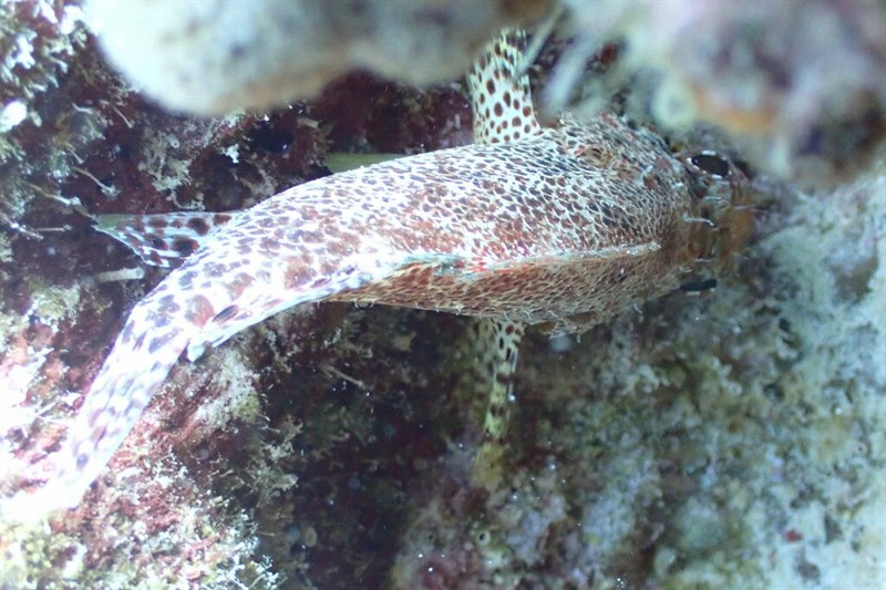 Reef scorpionfish, Reef Scorpionfish - Scorpaenodes caribbaeus, Scorpaenodes caribbaeus