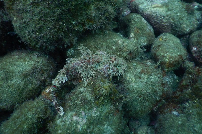 Weedy stingfish, Weedy Stingfish - Scorpaenopsis cirrosa, Scorpaenopsis cirrosa