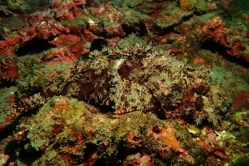 Rama Rao's scorpionfish, Scorpaenopsis ramaraoi, Scorpaenopsis ramaraoi