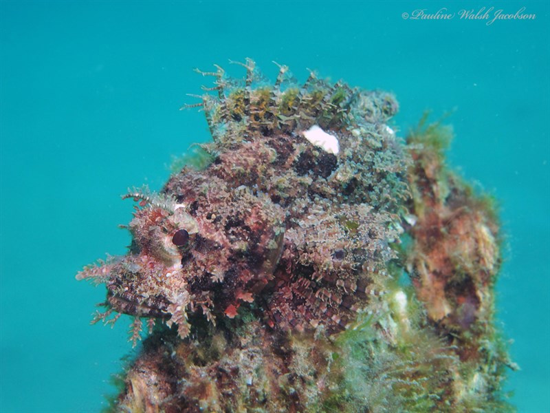 Raggy scorpionfish, Raggy Scorpionfish, Scorpaenopsis venosa