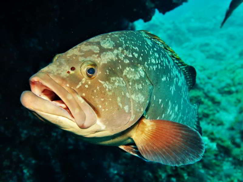 Scuba-diving-el-hierro-mar-de-las-calmas-la-restinga-canary-islands-canaries-dusky-grouper-Epinephelus-marginatus-holidays-image