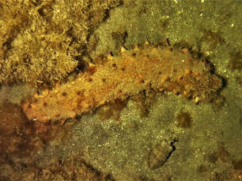 Sea-Cucumber-Holothuria-arguinensis-Canary-islands-scuba-diving-mediterranean-sea-atlantic-ocean-europe