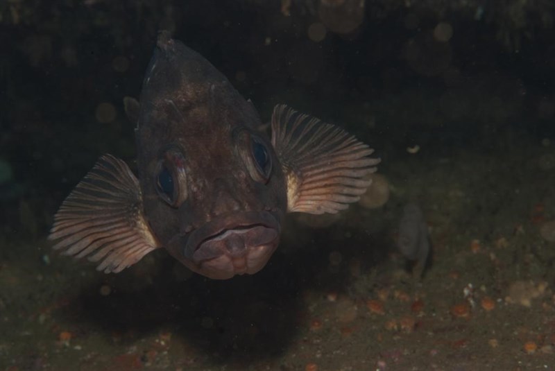 Cape redfish – Sebastes capensis