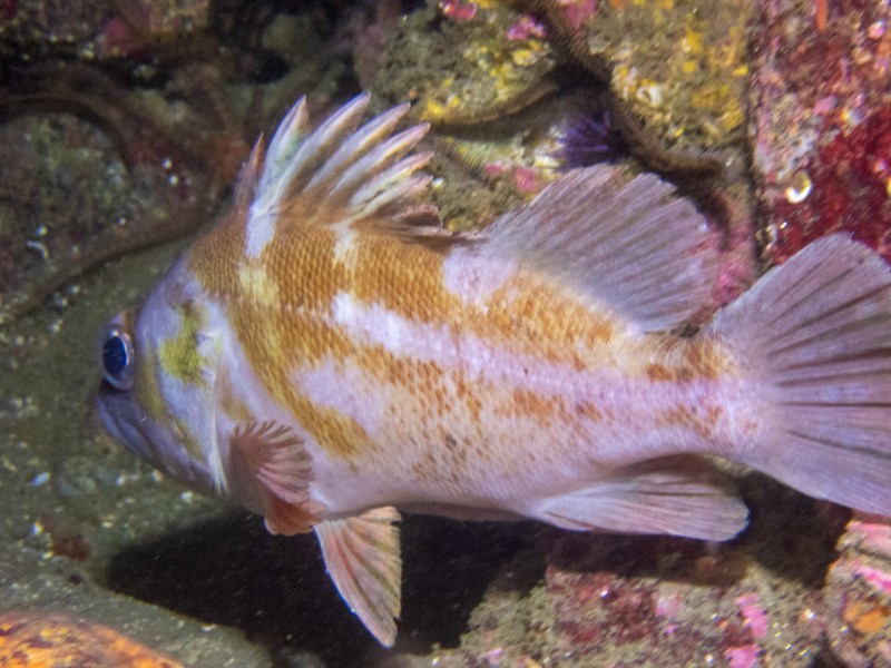 Copper rockfish, Copper Rockfish, Sebastes caurinus