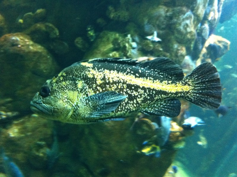 China rockfish, China Rockfish, Sebastes nebulosus