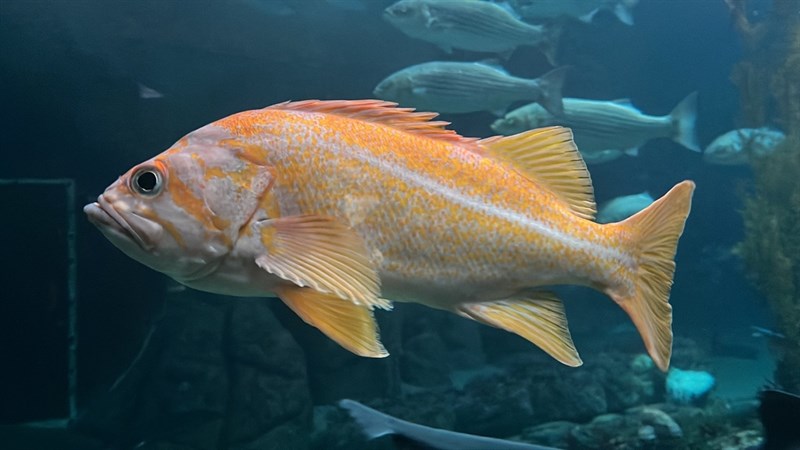 Canary rockfish, Canary Rockfish, Sebastes pinniger