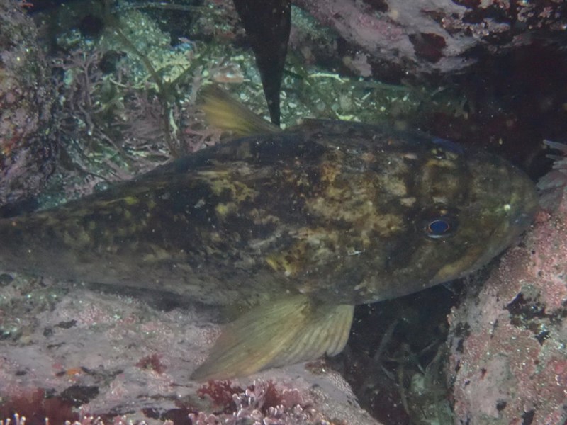 Grass rockfish, Sebastes rastrelliger, Sebastes rastrelliger