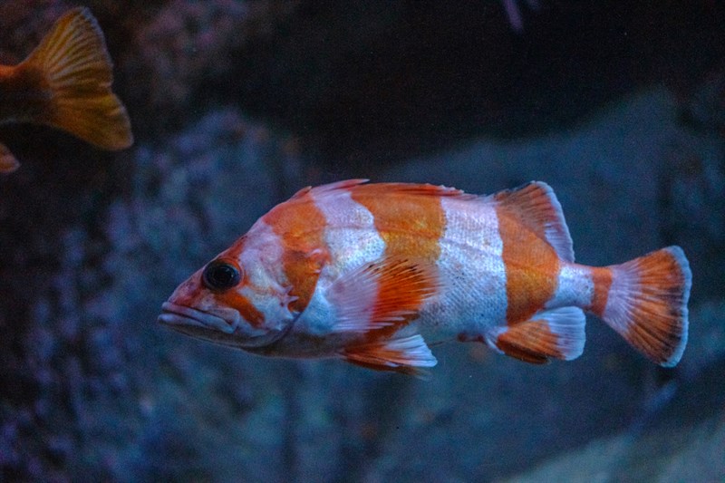 Flag rockfish, Flag Rockfish, Sebastes rubrivinctus