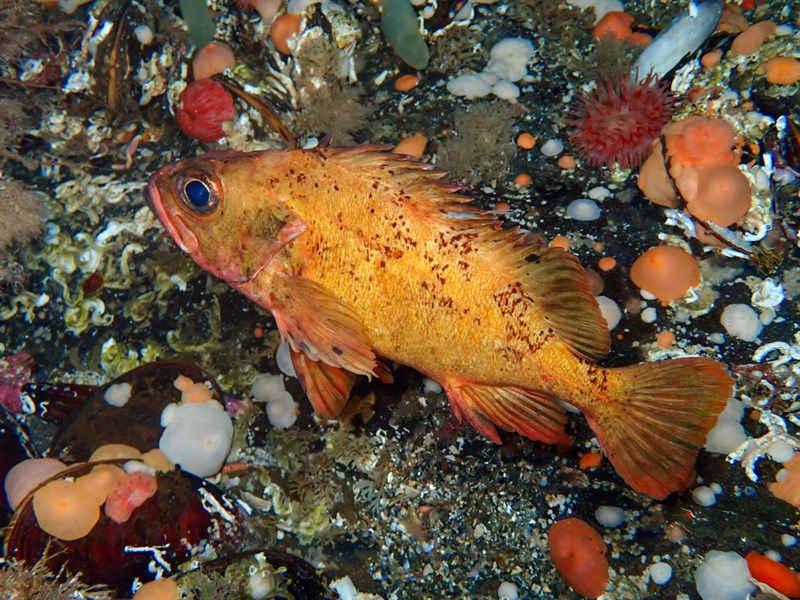 Norway redfish, , Sebastes viviparus