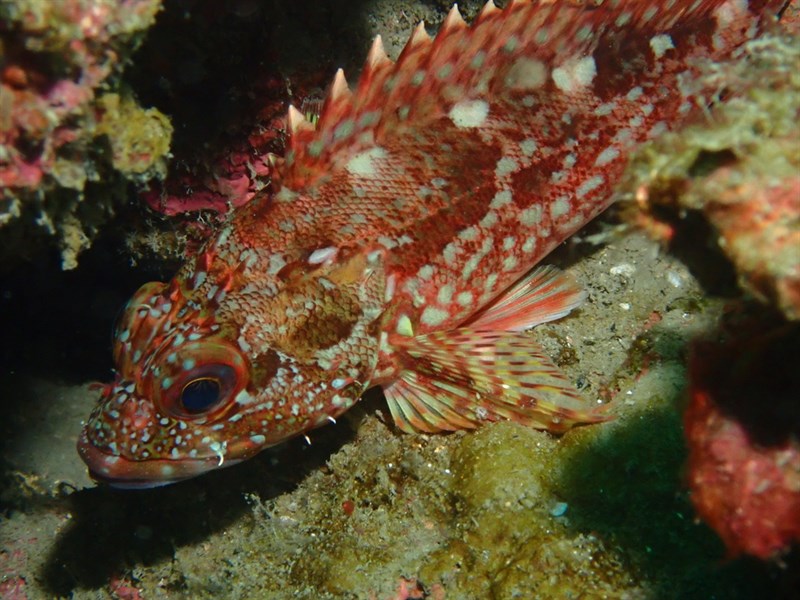 False kelpfish, False Kelpfish - Sebastiscus marmoratus, Sebastiscus marmoratus