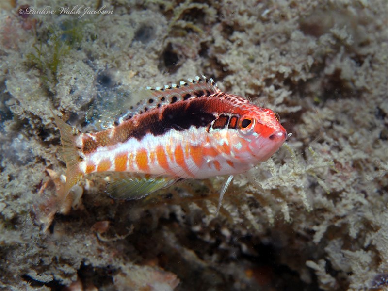 Orangeback bass, Orangeback Bass, Serranus annularis