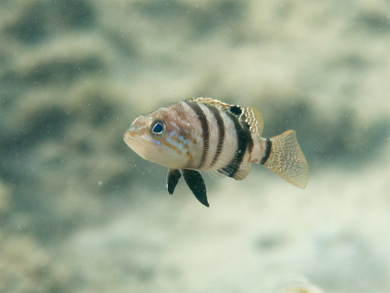 Brown comber, Brown Comber, Serranus hepatus