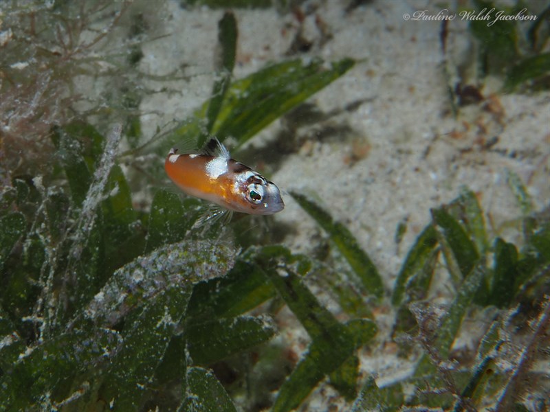 Tobaccofish, Serranus tabacarius