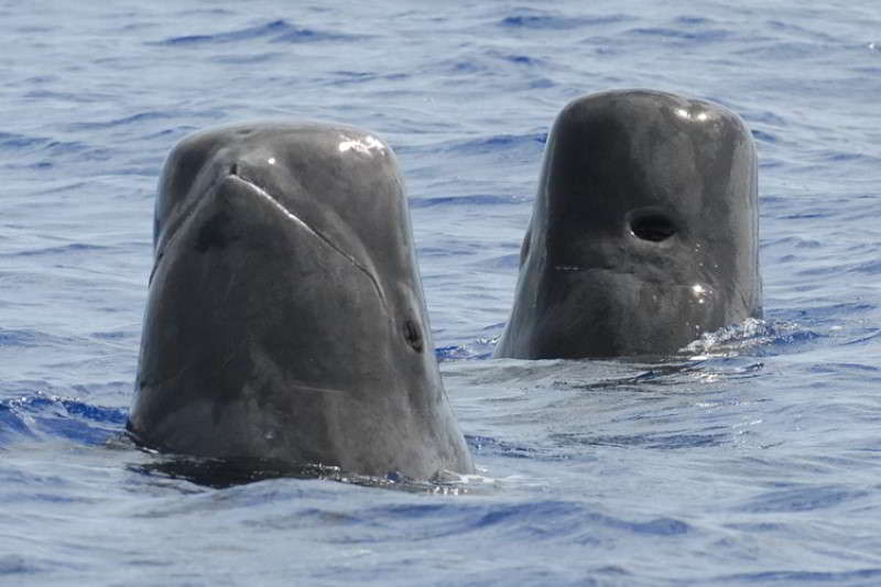 Short-Finned-Pilot-Whale-species-dolphins-Canary-Islands-Globicephala-macrorhynchus-Tenerife-whale-watching-Gran-Canaria-Fuerteventura-Lanzarote-La-Palma-Gomera-El-Hierro-atlantic-ocean