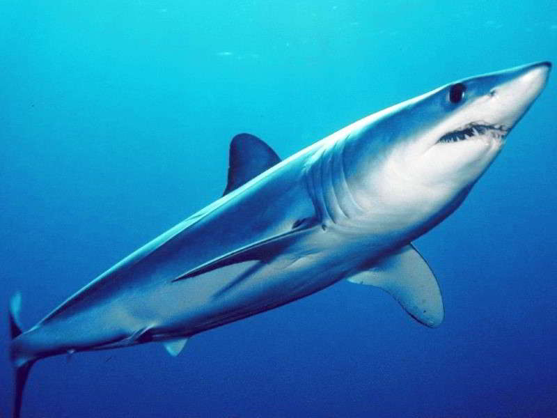 Shortfin-mako-shark-Isurus-oxyrinchus-Canary-Islands-Sharks-Canaries-Atlantic-scuba-diving-species