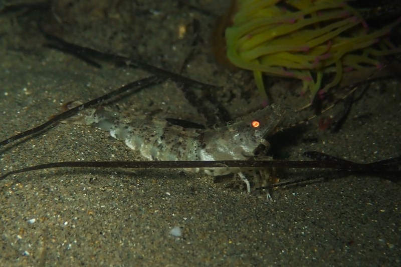 , Mediterranean Rock Shrimp - Sicyonia carinata, Sicyonia carinata