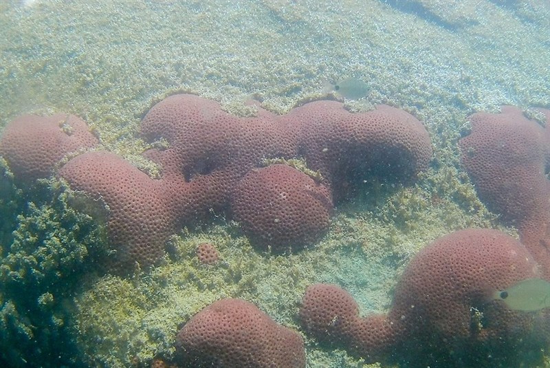 , Brazilian Starlet Coral, Siderastrea stellata