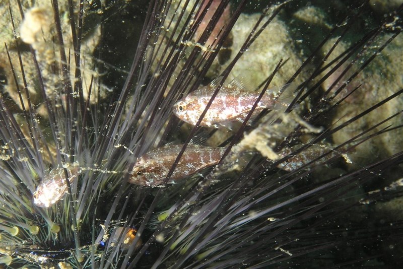 Elongate siphonfish, Elongate Siphonfish - Siphamia elongata, Siphamia elongata