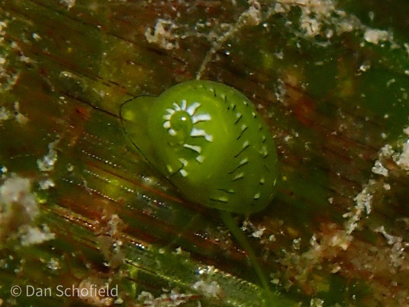 , Emerald Nerite , Rang's Neritina - Smaragdia rangiana, Smaragdia rangiana