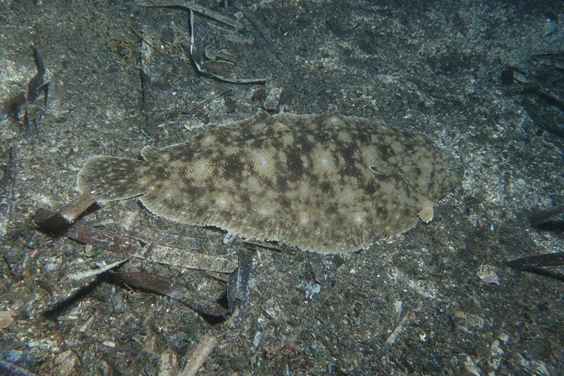 Egyptian sole, Solea aegyptiaca, Solea aegyptiaca