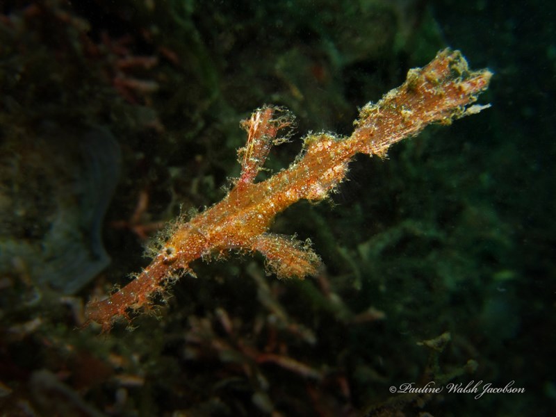 Roughsnout ghost pipefish, Roughsnout Ghost Pipefish, Solenostomus paegnius