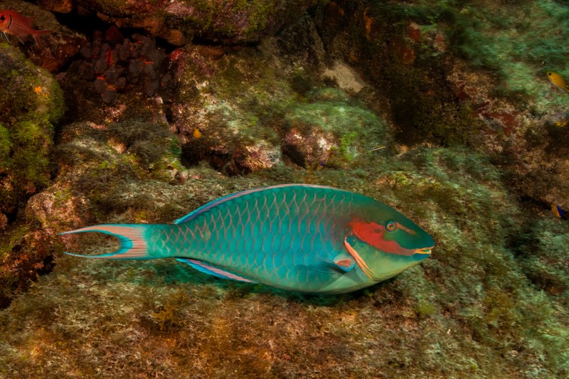 Reef parrotfish, Reef Parrotfish, Sparisoma amplum