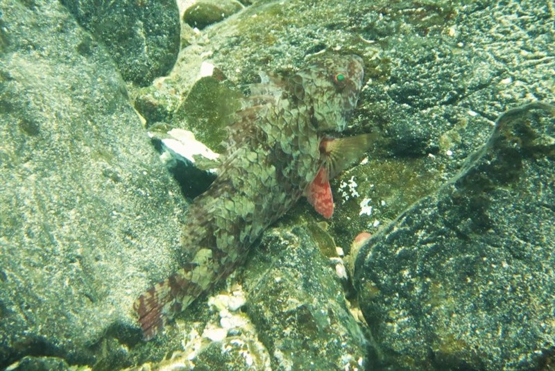 West-African Parrotfish, West-African Parrotfish - Sparisoma choati, Sparisoma choati